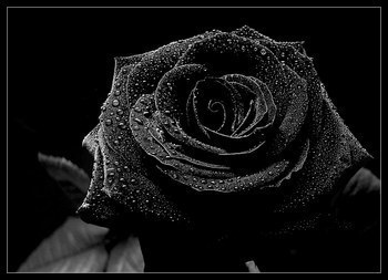 black flower